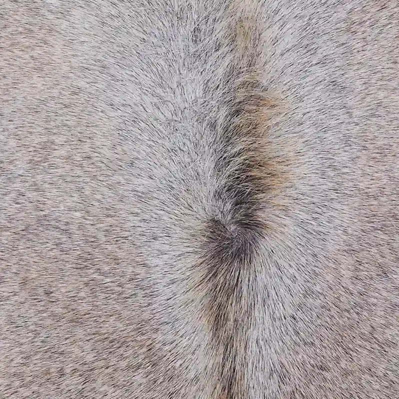 Rug-Mar26